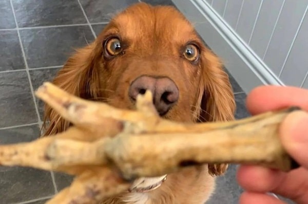 Курячі лапки для собак: користь і шкода