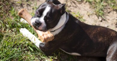 Чому собака закопує і ховає їжу: чи потрібно забороняти?