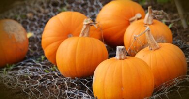 Чи можна собакам їсти гарбуз і гарбузове насіння?