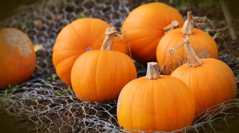 Чи можна собакам їсти гарбуз і гарбузове насіння?