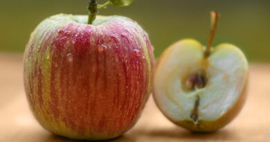 Чи можна собакам їсти яблука: користь, скільки давати?