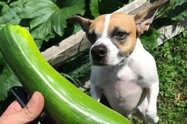 Чи можна собакам давати кабачки?