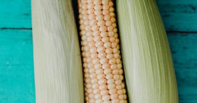 Чи можна собакам їсти кукурудзу: консервовану, варену?