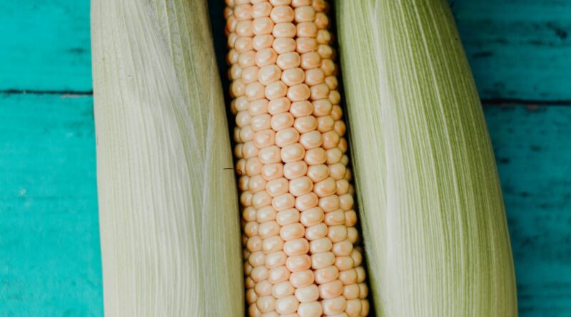 Чи можна собакам їсти кукурудзу: консервовану, варену?