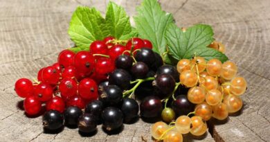 Чи можна собакам їсти смородину (порічку): скільки давати?