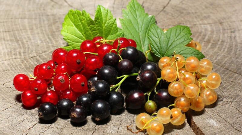 Чи можна собакам їсти смородину (порічку): скільки давати?