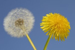 Чи можна собакам кульбаби: чим корисні, як давати?