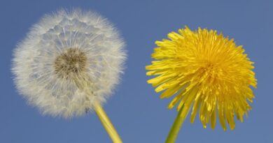 Чи можна собакам кульбаби: чим корисні, як давати?