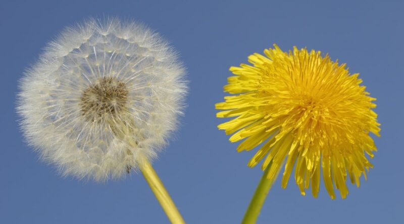 Чи можна собакам кульбаби: чим корисні, як давати?