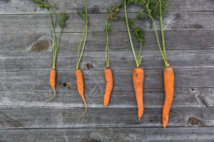 Чи можна собакам моркву: чим корисна, як часто давати?