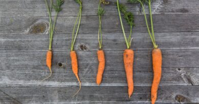 Чи можна собакам моркву: чим корисна, як часто давати?