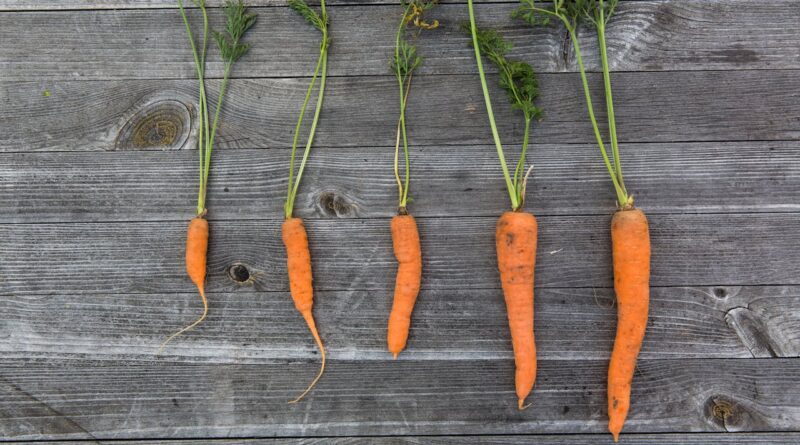 Чи можна собакам моркву: чим корисна, як часто давати?