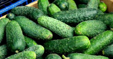 Чи можна собакам огірки: свіжі, солоні, мариновані?