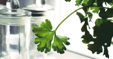 Чи можна собакам петрушку: чим корисна, як давати?