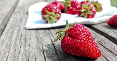 Чи можна собакам полуницю: чим корисна, як давати?