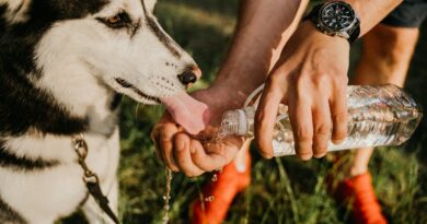 Чи можна собакам пити мінеральну воду: скільки давати?