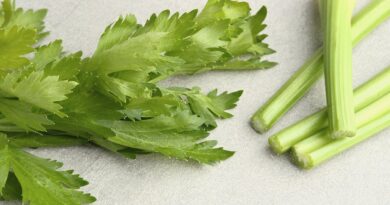 Чи можна собакам селеру: чим корисна, як давати?