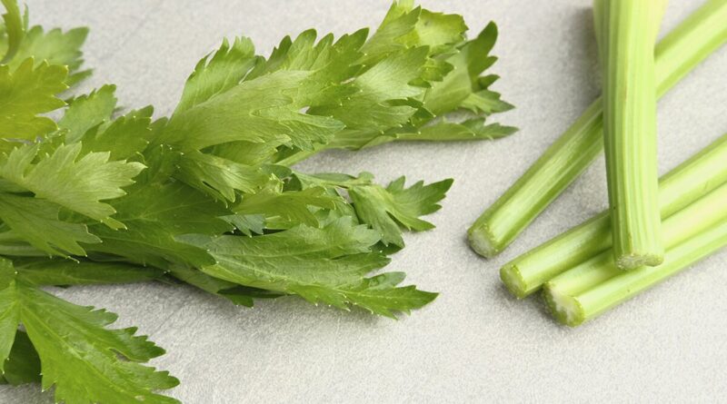 Чи можна собакам селеру: чим корисна, як давати?