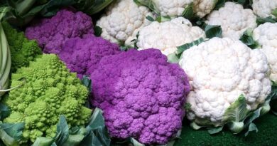 Чи можна собакам цвітну капусту: сиру, варену?