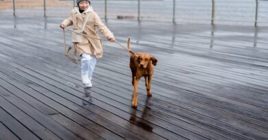 Годувати собаку до прогулянки чи після?