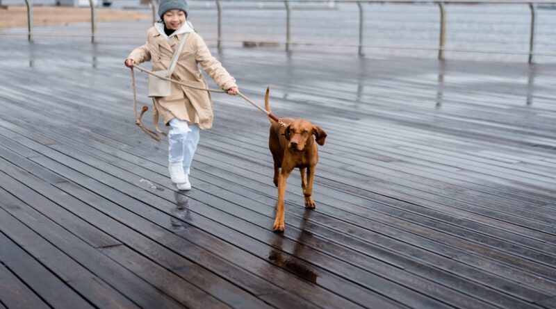Годувати собаку до прогулянки чи після?