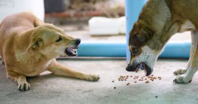Що таке харчова агресія у собак?