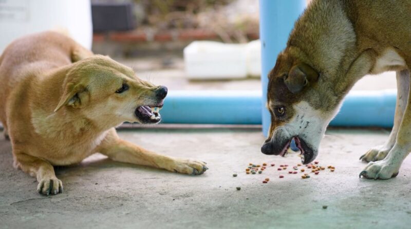 Що таке харчова агресія у собак?