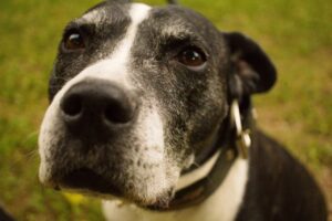 Корм для собак із гідролізованим білком: що це таке?