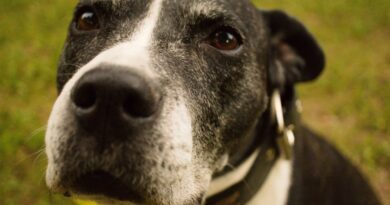 Корм для собак із гідролізованим білком: що це таке?