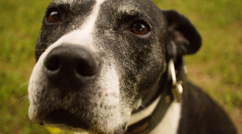 Корм для собак із гідролізованим білком: що це таке?