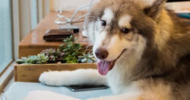 Лососева олія для собак: 11 найважливіших фактів про лососеву олію для собак.