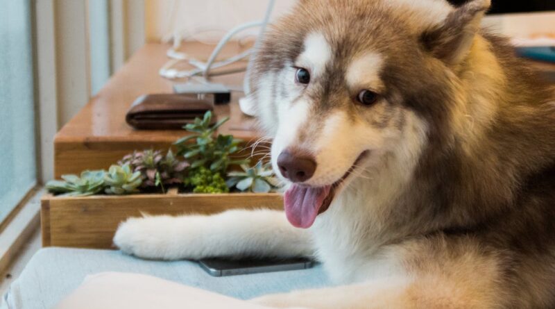 Лососева олія для собак: 11 найважливіших фактів про лососеву олію для собак.