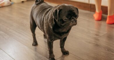 Рубець яловичий для собак: чим корисний, як давати?