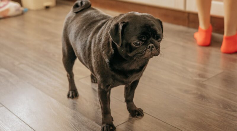 Рубець яловичий для собак: чим корисний, як давати?