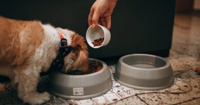 Як відгодувати виснаженого собаку і допомогти швидко набрати потрібну вагу собаці?