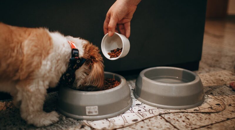 Як відгодувати виснаженого собаку і допомогти швидко набрати потрібну вагу собаці?