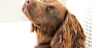 Найкращі корми для собак на думку ветеринарів: правда і міфи.