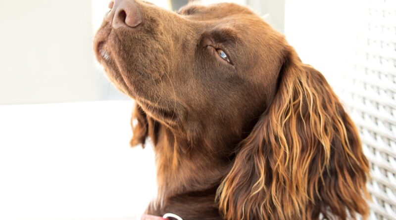 Найкращі корми для собак на думку ветеринарів: правда і міфи.