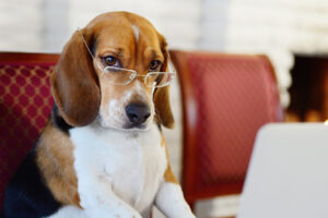 15 цікавих фактів про собак, які можуть здивувати.