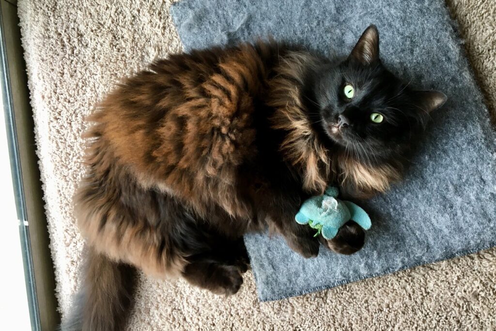 5 причин, з яких ваша кішка носить у зубах іграшку