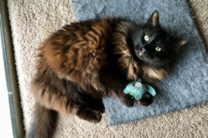 5 причин, з яких ваша кішка носить у зубах іграшку