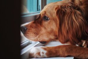 Чому собаки бояться грози та що з цим робити?