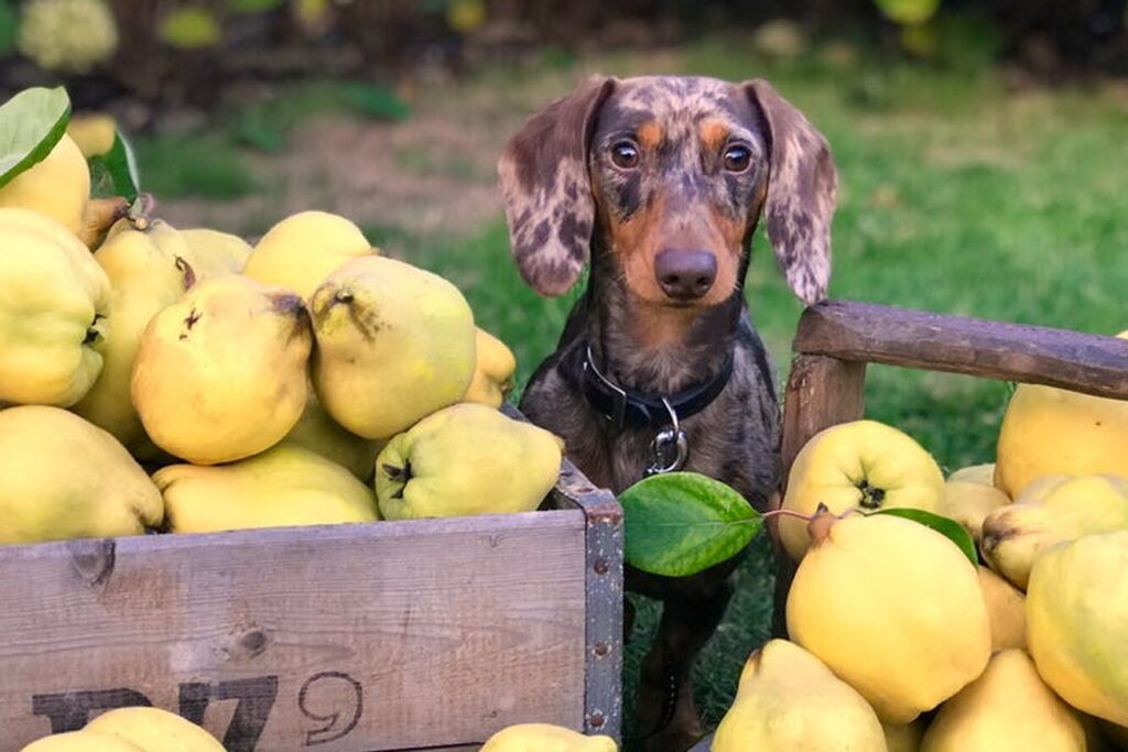 Годувати собаку до або після прогулянки?