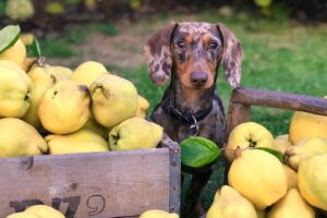 Годувати собаку до або після прогулянки?