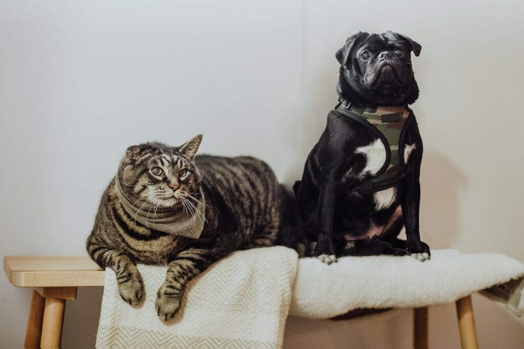 Хто живе довше – кішки чи собаки?