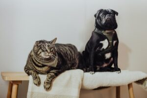 Хто живе довше – кішки чи собаки?