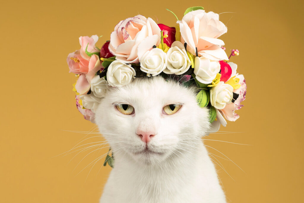 Кого краще взяти, кота чи кішку, і чим відрізняються їхні характери?