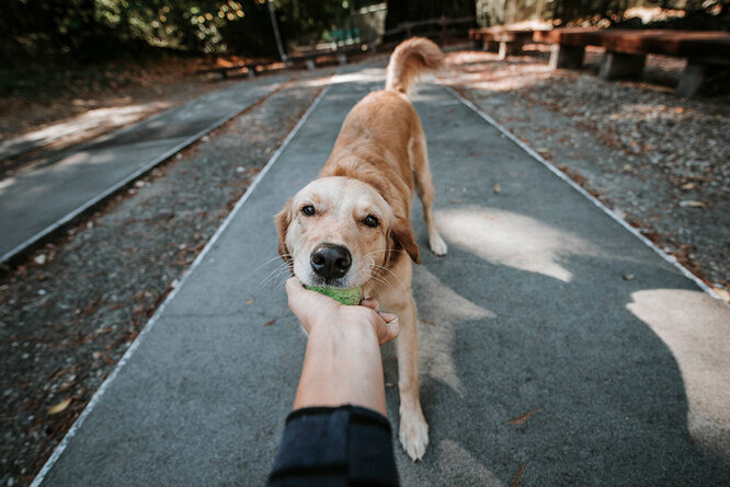 Коли її смикають за повідець