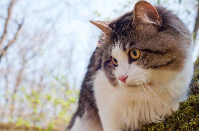 Курильський бобтейл