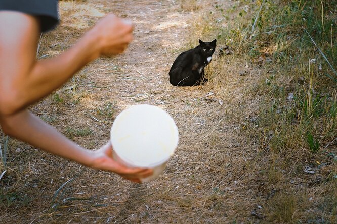 Навчання безглуздого господаря